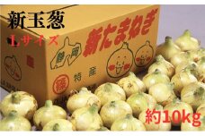 【2024年2月より順次発送】新玉葱　Lサイズ　約10kg [№5786-1977]