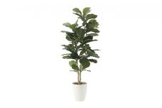 光の楽園　カシワバゴム1.35【配送不可：北海道・沖縄・離島】 雑貨 日用品 植物 造花 [№5786-2601]