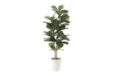 光の楽園　カシワバゴム1.35【配送不可：北海道・沖縄・離島】 雑貨 日用品 植物 造花 [№5786-2601]