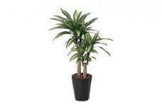 光の楽園　幸福の木1.1【配送不可：北海道・沖縄・離島】 雑貨 日用品 植物 造花 [№5786-2607]