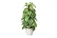 光の楽園　フレッシュポールポトス【配送不可：北海道・沖縄・離島】 雑貨 日用品 植物 造花 [№5786-2617]
