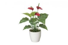 光の楽園　フレッシュアンスリューム【配送不可：北海道・沖縄・離島】 雑貨 日用品 植物 造花 [№5786-2620]
