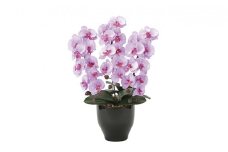 光の楽園　胡蝶蘭セリースL【配送不可：北海道・沖縄・離島】 雑貨 日用品 植物 造花 [№5786-2648]