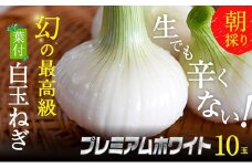浜松篠原産【葉付新白玉ねぎ】プレミアムホワイト10玉【A級品L玉】 [№5786-2833]