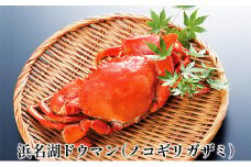 浜名湖ドウマン（ノコギリガザミ）塩蒸し １杯【配送不可：離島】 [№5786-3402]
