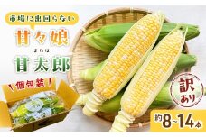 訳あり とうもろこし 先行予約 甘々娘 または 甘太郎 約8本～14本 家庭用 テルもろこし 先端カット済 個包装 レンジ調理 レンチン 旬 冷蔵配送 静岡 浜松市  2026年6月下旬頃より順次発送 配送不可：離島 [№5786-3796]