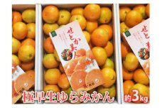 極早生ゆらみかん　約3kg [№5786-4000]
