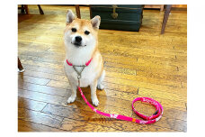 【中型犬用・Mサイズ】ハーフチョークカラーとリードのセット(アロハピンク) 雑貨 日用品 ペット用品  [№5786-3992]