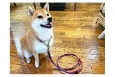 【中型犬用・Mサイズ】ハーフチョークカラーとリードのセット（ブルーフラワー） 雑貨 日用品 ペット用品  [№5786-3993]