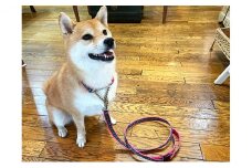 【中型犬用・Mサイズ】ハーフチョークカラーとリードのセット（ブルーフラワー） 雑貨 日用品 ペット用品  [№5786-3993]