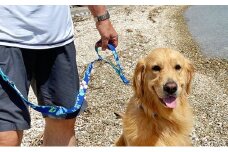 【大型犬用・Lサイズ】 ハーフチョークカラーとリードのセット（ アロハブルー） 雑貨 日用品 ペット用品  [№5786-4008]