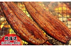 【2025年8月15日頃～順次発送予定】浜名湖産鰻　蒲焼 約160g×10本 セット 土用の丑の日 丑の日 うなぎ 静岡県産 浜松  [№5786-4403]