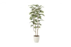 光の楽園　マウンテンアッシュ1.6【配送不可：北海道・沖縄・離島】 [№5786-4494]