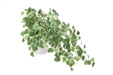 光の楽園 プミラ 光触媒 フェイクグリーン フェイクフラワー 造花 フェイク 観葉植物 消臭 抗菌 防汚 ホルムアルデヒド 分解 インテリア 静岡 静岡県 浜松市 【配送不可：北海道・沖縄・離島】 [№5786-4571]