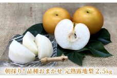 【8月下旬より順次配送】朝採り！品種おまかせ完熟露地梨3kg【配送不可：離島】 ナシ 果物 フルーツ [№5786-4678]