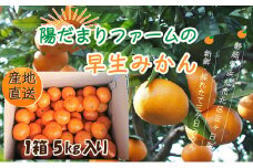 先行予約【2025年11月中旬より順次発送】陽だまりファームの早生 三ヶ日 みかん 5kg 1箱 果物 柑橘 フルーツ 甘い 酸味 コク 三ヶ日町 [№5786-5081]