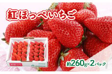 【2026年1月中旬より順次発送】紅ほっぺいちご 約260g×2パック【配送不可：離島】 [№5786-5769]