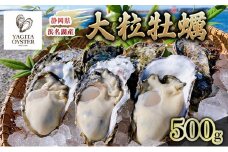 【2026年1月より順次発送】浜名湖産かき大粒むき身500g（加熱用）先行予約 牡蠣 海鮮 魚介 国産 浜名湖産 貝付き 生牡蠣 焼き牡蠣 蒸し牡蠣 冷蔵 産地直送 [№5360-0037]