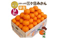 三ケ日みかん 早生【秀品】Mサイズ8kg(72個前後) ミカン 果物 くだもの フルーツ 甘い 静岡県 浜松市 [№5360-0086]