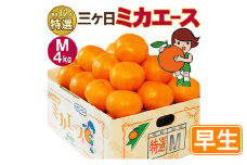 三ヶ日ミカエース 三ヶ日みかん 早生 Mサイズ 特選品4kg(36個前後)  ミカン 果物 くだもの フルーツ 甘い 静岡県 浜松市 [№5360-0099]