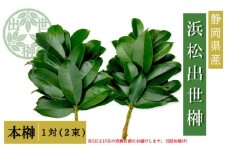 榊 浜松出世榊 本榊 純国産 1対（2束）※1日、15日の交換に間に合うように配送 国内産 日持ち 大きい 艶やか 肥料のみ使用 農薬不使用 浜松市 静岡県 [№5360-0501]