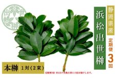 【定期便3回】榊 浜松出世榊 本榊 純国産 1対（2束）×3回※1日交換に間に合うように配送 国内産 日持ち 大きい 艶やか 肥料のみ使用 農薬不使用 定期便 浜松市 静岡県 [№5360-0502]