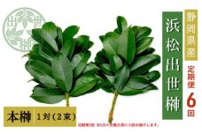 【定期便6回】榊 浜松出世榊 本榊 純国産 1対（2束）×6回※1日交換に間に合うように配送 国内産 日持ち 大きい 艶やか 肥料のみ使用 農薬不使用 定期便 浜松市 静岡県 [№5360-0503]