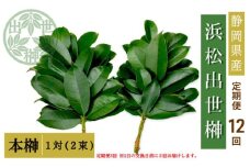 【定期便12回】榊 浜松出世榊 本榊 純国産 1対（2束）×12回※1日交換に間に合うように配送 国内産 日持ち 大きい 艶やか 肥料のみ使用 農薬不使用 定期便 浜松市 静岡県 [№5360-0504]