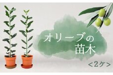 オリーブの苗木　2ケ 静岡 沼津 母の日 父の日
