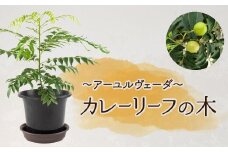 【アーユルヴェーダ】カレーリーフの木