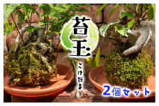 苔玉 2個セット 静岡 沼津 母の日 父の日