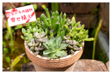 【価格改定予定】人気の多肉植物の寄せ植え