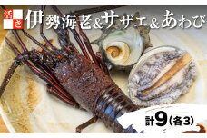 【価格改定予定】沼津我入道漁協厳選！ 活き伊勢海老 あわび さざえ 各3個 セット 沼津 静岡　伊勢エビ イセエビ 海老 えび エビ 