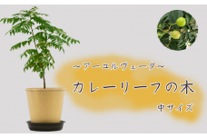 【アーユルヴェーダ】カレーリーフの木 中サイズ