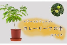 【アーユルヴェーダ】カレーリーフの木 大サイズ