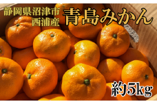 【価格改定予定】静岡県沼津市西浦産　青島みかん　約5kg　ご家庭用