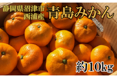 【価格改定予定】静岡県沼津市西浦産　青島みかん　約10kg　ご家庭用