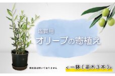 オリーブ 苗木 寄植え オリーブの木 一鉢 苗木3本 植物 鉢植え インテリア 静岡 沼津 母の日 父の日
