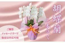 胡蝶蘭 ミディ 3株 花 季節 贈答用 ギフト 記念日 お 祝い 父の日 母の日 敬老の日 栄転 転勤 開店祝い 祝賀 新築 結婚 感謝 定年 退職