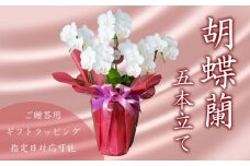 胡蝶蘭 ミディ 5株 花 季節 贈答用 ギフト 記念日 お 祝い 父の日 母の日 敬老の日 栄転 転勤 開店祝い 祝賀 新築 結婚 感謝 定年 退職