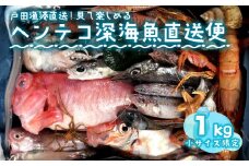 【価格改定予定】見て楽しむ ヘンテコ 深海魚直送便 小さいサイズ限定セット 深海魚の宝庫 沼津 戸田 からお届け！