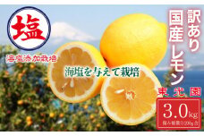 海塩を与えて栽培した 国産 レモン 予約受付 3月中旬 順次発送 訳あり 計 3kg 傷み補償分 200g含む 檸檬 柑橘 果物 フルーツ 沼津 市 静岡県