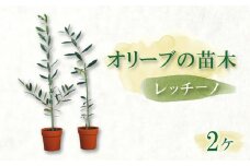 オリーブ苗木2本セット【レッチーノ】 静岡 沼津 母の日 父の日