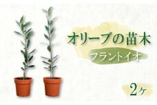オリーブ苗木2本セット【フラントイオ】 静岡 沼津 母の日 父の日