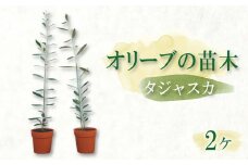 オリーブ苗木2本セット【タッジャスカ】