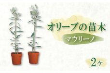 オリーブ苗木2本セット オリーブ 植物 イタリア 苗木 オリーブオイル 調理料 お中元 お歳暮 ギフト オリーブの木 マウリーノ 贈答 静岡 沼津 母の日 父の日