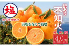海塩を与えて栽培した 不知火 予約受付 3月上中旬 順次発送 訳あり 計 4 kg 傷み補償分 1玉分 約300g 含む 西浦 みかん ミカン 蜜柑 しらぬい 柑橘 果物 フルーツ 沼津市 静岡県