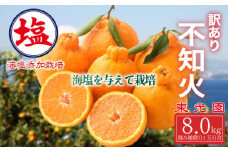 海塩を与えて栽培した 不知火 予約受付 3月上中旬 順次発送 訳あり 計 8 kg 傷み補償分 1玉分 約300g 含む 西浦 みかん ミカン 蜜柑 しらぬい 柑橘 果物 フルーツ 沼津市 静岡県