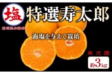 海塩を与えて栽培した 特撰 !! 寿太郎みかん 予約受付 2月中旬 順次発送 計 3kg 傷み補償分 200g含 寿太郎 みかん 蜜柑 柑橘 オレンジ 果物 フルーツ 沼津市 静岡県 数量限定 国産
