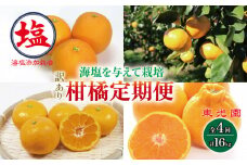 訳あり 海塩を与えて栽培した 柑橘 定期便 10月中旬から 4回 各4㎏ 計 16kg 以上 6種類 みかん 蜜柑 柑橘 オレンジ レモン 果物 フルーツ 定期便 沼津市 静岡県